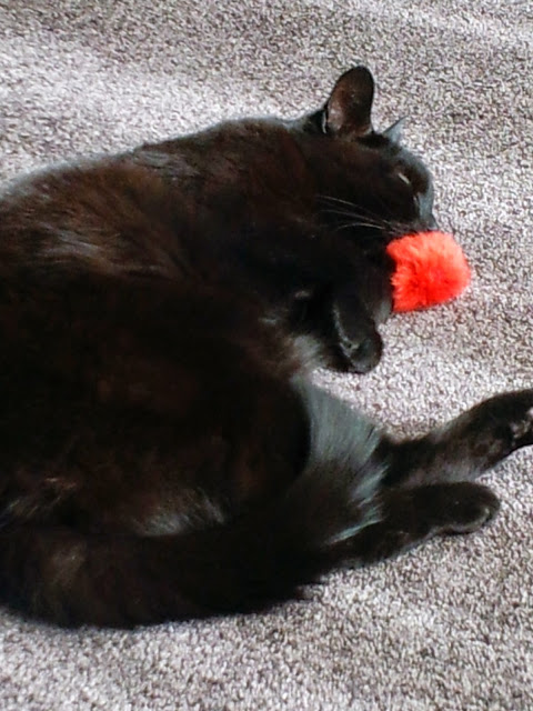 Spike was zo moe van het spelen met pluis.....dat ie er maar bij in slaap viel.
