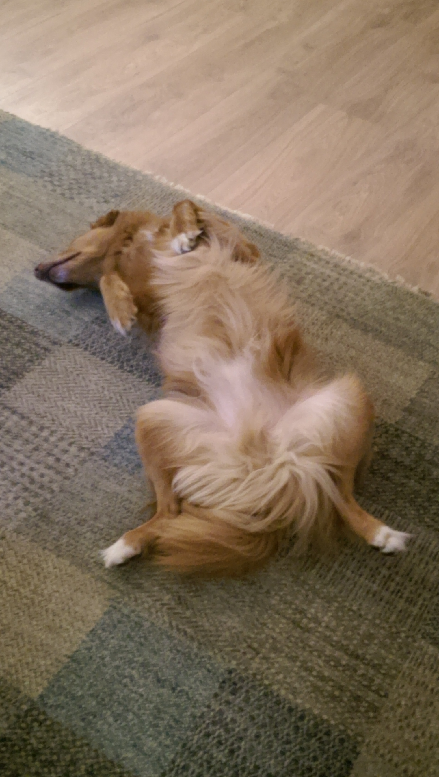 Buster zoals hij uren kan liggen te slapen.