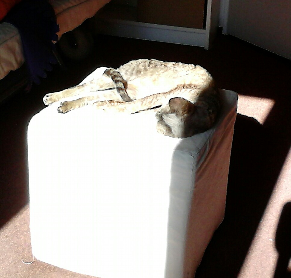 Ripley in de zon