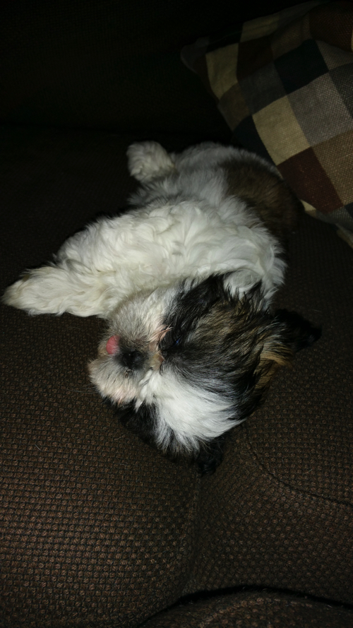 Puppycoma