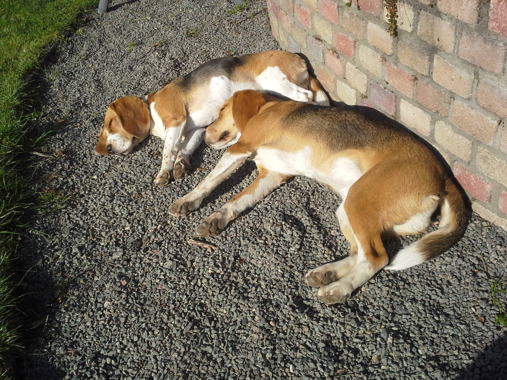 Mila en Tjop