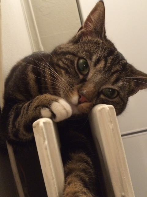 Dutje op de verwarming 2